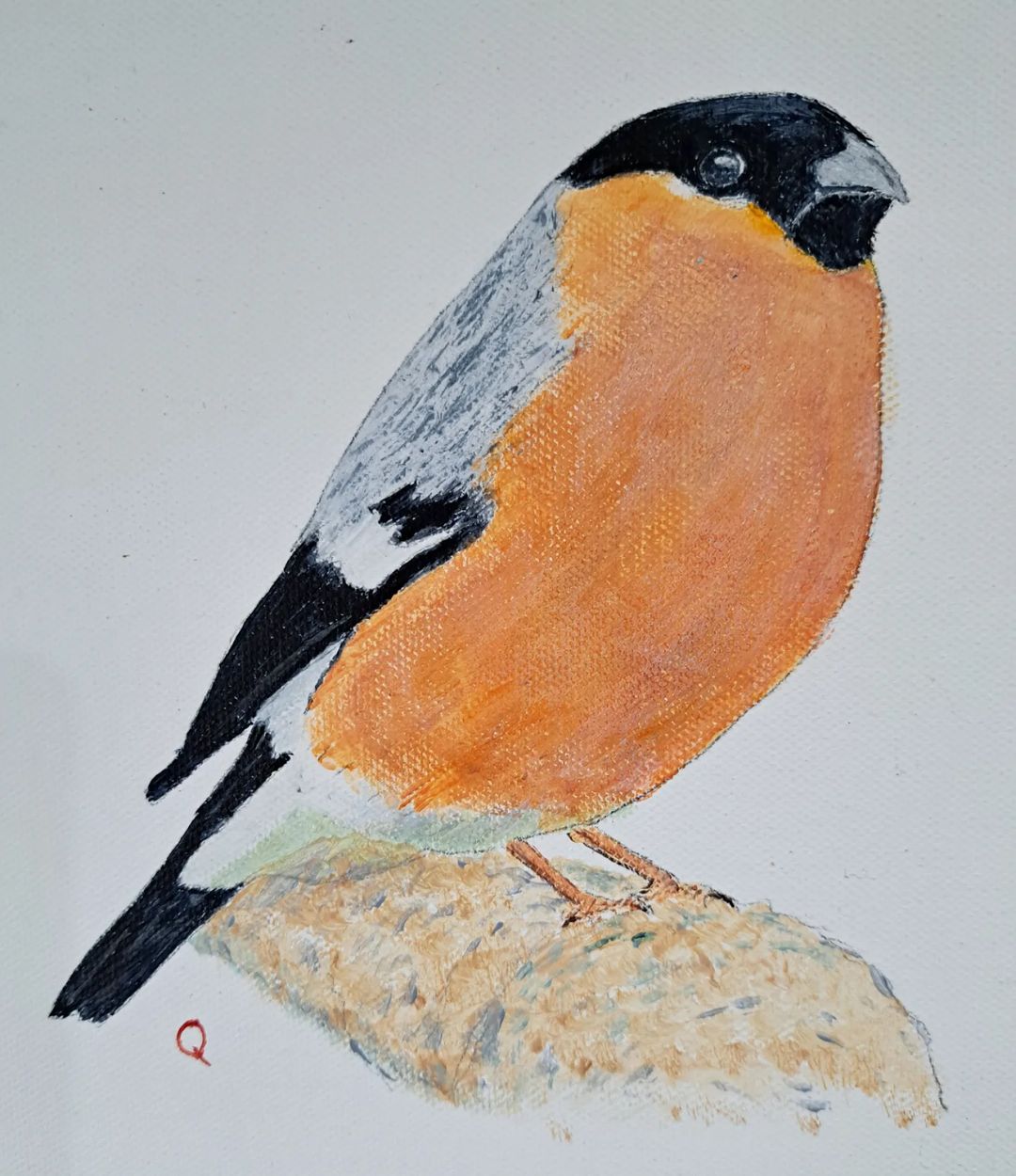 Bullfinch